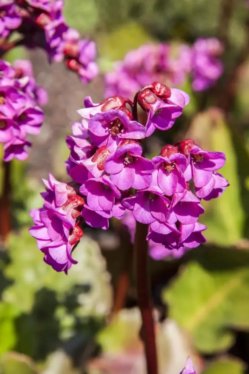 Bergenia cordifolia (Schoenlappersplant)