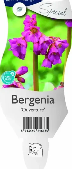 Bergenia 'Ouverture' (Schoenlappersplant)