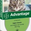 Beschermt katten tegen vlooien