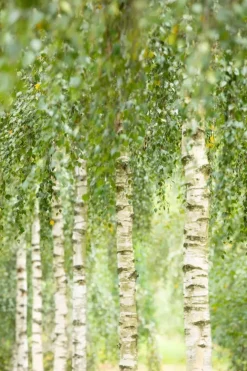 Betula utilis 'Doorenbos' (Witte himalayaberk 'Doorenbos')