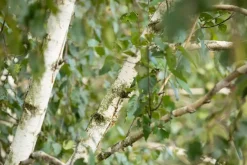 Betula utilis 'Doorenbos' (Witte himalayaberk 'Doorenbos')