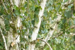 Betula utilis 'Doorenbos' (Witte himalayaberk 'Doorenbos')