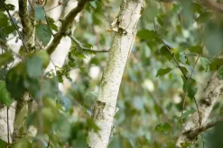 Betula utilis 'Doorenbos' (Witte himalayaberk 'Doorenbos')