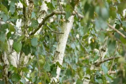 Betula utilis 'Doorenbos' (Witte himalayaberk 'Doorenbos')