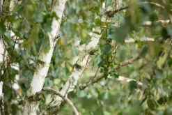 Betula utilis 'Doorenbos' (Witte himalayaberk 'Doorenbos')