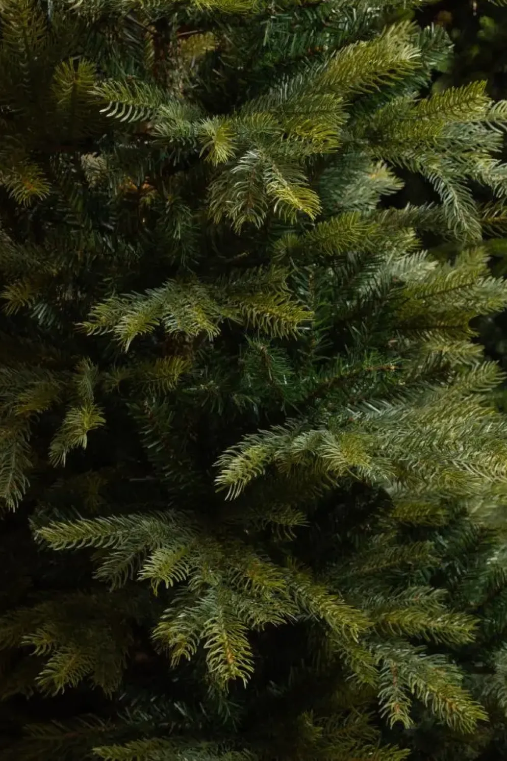 Black Box Trees Grimshaw kunstkerstboom groen 215cm