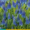 Blauwe druifjes Muscari armeniacum 20 stuks