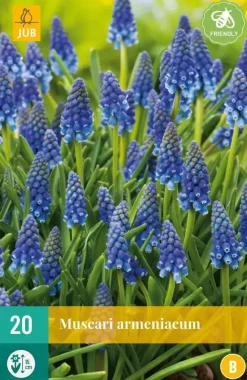 Blauwe druifjes Muscari armeniacum 20 stuks