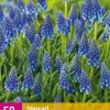Blauwe druifjes Muscari armeniacum 50 stuks