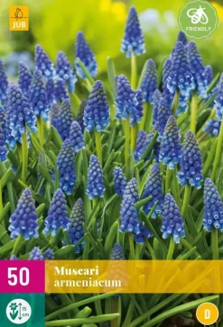 Blauwe druifjes Muscari armeniacum 50 stuks