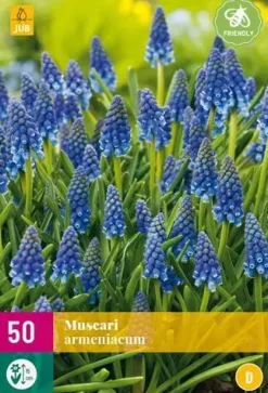 Blauwe druifjes Muscari armeniacum 50 stuks