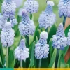 Blauwe druifjes Muscari azureum 10 stuks