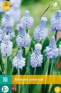 Blauwe druifjes Muscari azureum 10 stuks