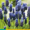 Blauwe druifjes Muscari latifolium 15 stuks