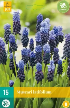Blauwe druifjes Muscari latifolium 15 stuks