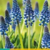 Blauwe druifjes Muscari Night Eyes 10 stuks