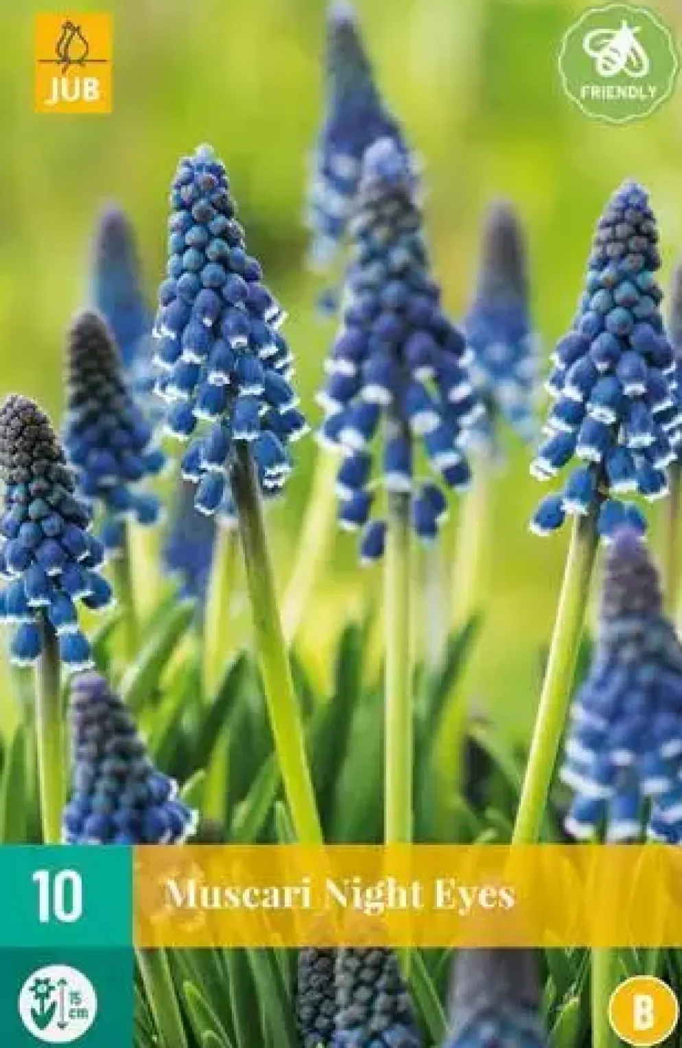 Blauwe druifjes Muscari Night Eyes 10 stuks