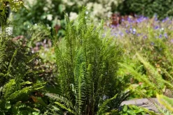 Blechnum spicant (Dubbelloofvaren)