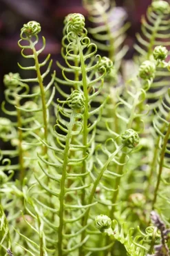 Blechnum spicant (Dubbelloofvaren)