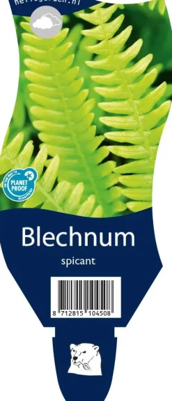 Blechnum spicant (Dubbelloofvaren)