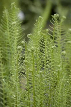 Blechnum spicant (Dubbelloofvaren)