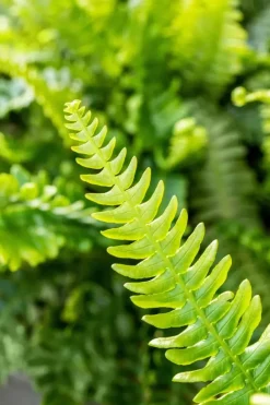 Blechnum spicant (Dubbelloofvaren)