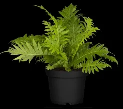 Blechnum spicant (Dubbelloofvaren)