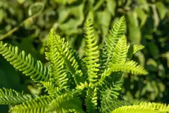 Blechnum spicant (Dubbelloofvaren)