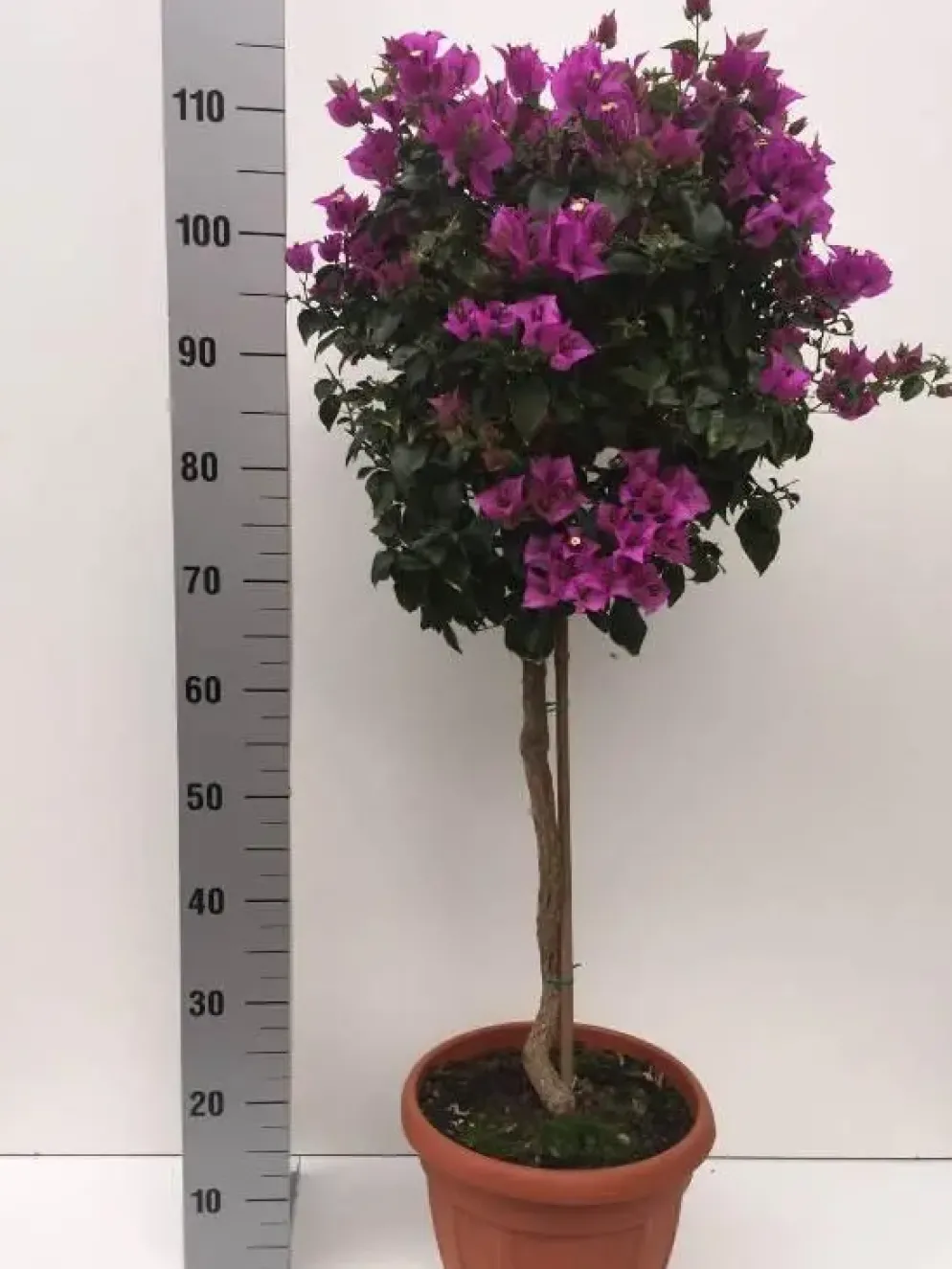 Bougainvillea op stam p30