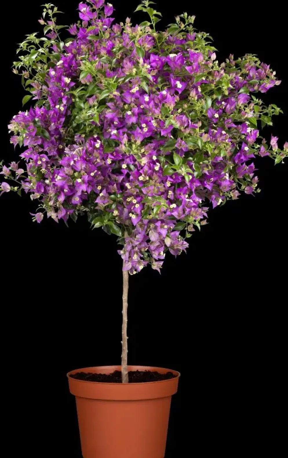 Bougainvillea op stam p30