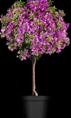Bougainvillea op stam p30