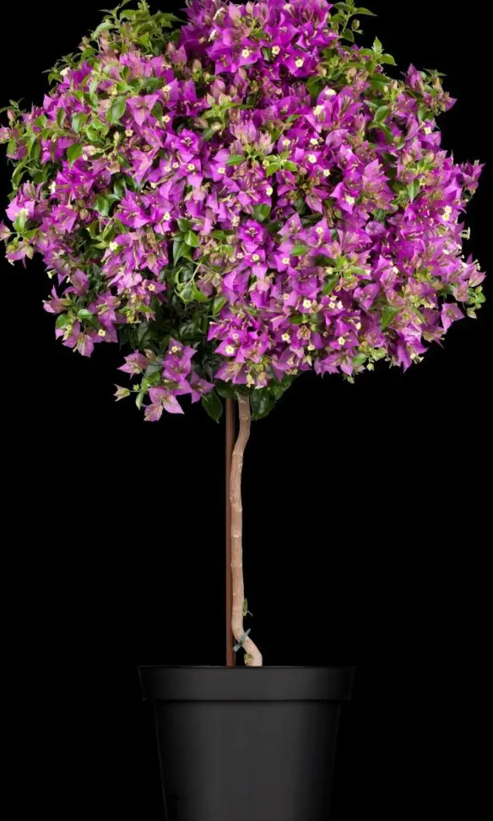 Bougainvillea op stam p30