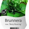 Brunnera macrophylla 'Betty Bowring' (Kaukasische vergeet-mij-niet)