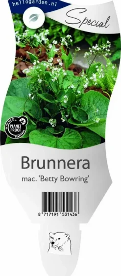 Brunnera macrophylla 'Betty Bowring' (Kaukasische vergeet-mij-niet)
