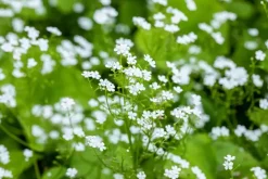 Brunnera macrophylla 'Betty Bowring' (Kaukasische vergeet-mij-niet)