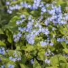Brunnera macrophylla (Kaukasiche vergeet-mij-niet)