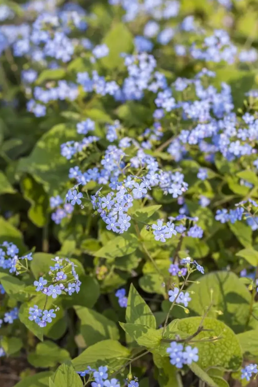 Brunnera macrophylla (Kaukasiche vergeet-mij-niet)