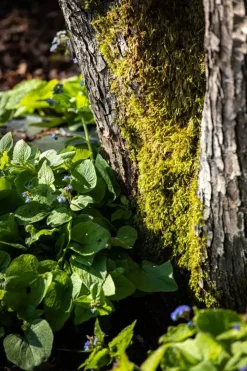 Brunnera macrophylla (Kaukasiche vergeet-mij-niet)