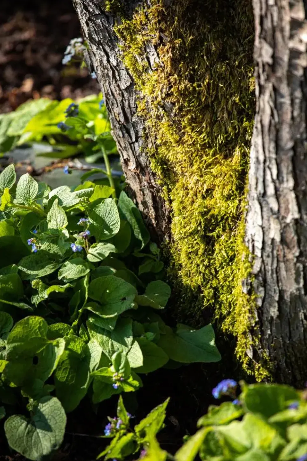 Brunnera macrophylla (Kaukasiche vergeet-mij-niet)