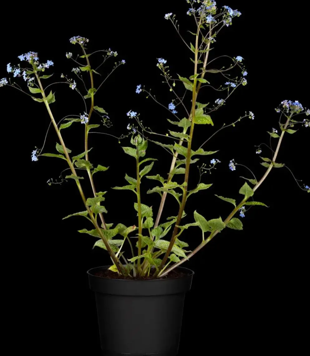 Brunnera macrophylla (Kaukasiche vergeet-mij-niet)