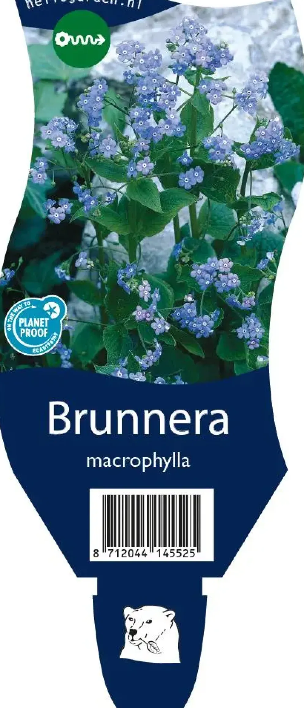 Brunnera macrophylla (Kaukasiche vergeet-mij-niet)