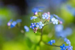 Brunnera macrophylla (Kaukasiche vergeet-mij-niet)