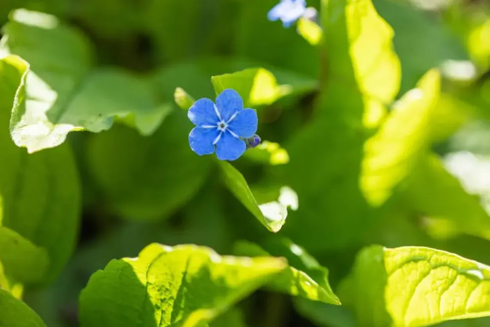 Brunnera macrophylla (Kaukasiche vergeet-mij-niet)