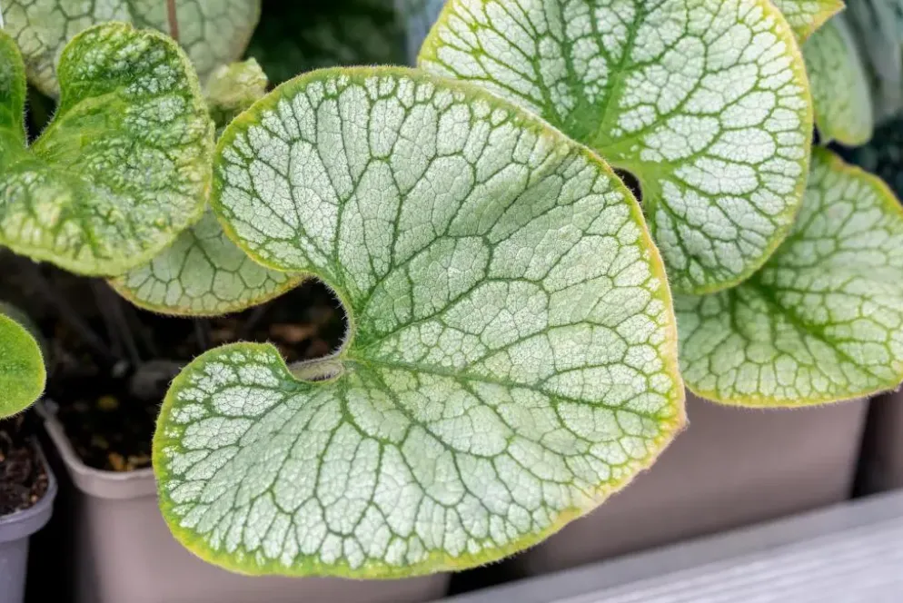 Brunnera macrophylla (Kaukasiche vergeet-mij-niet)