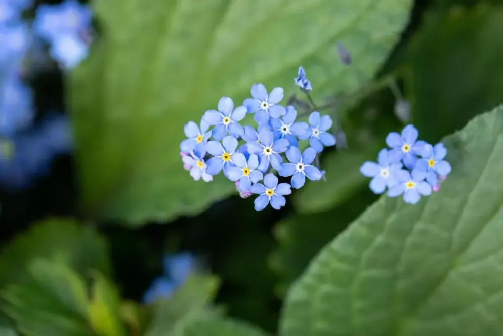 Brunnera macrophylla (Kaukasiche vergeet-mij-niet)
