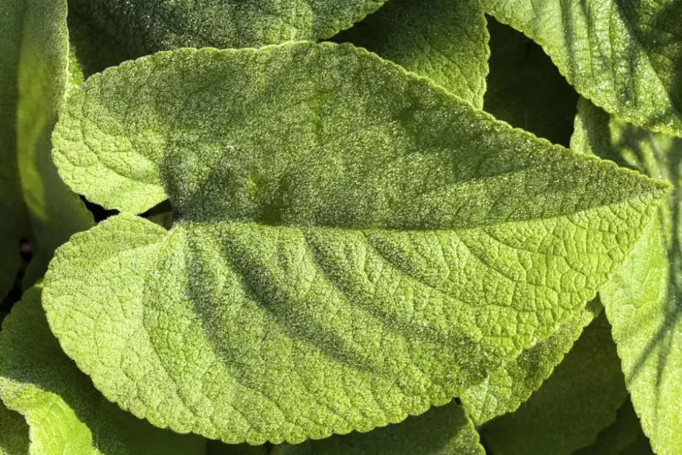 Brunnera macrophylla (Kaukasiche vergeet-mij-niet)