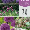 Bulb garden allium 80st