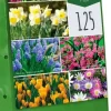 Bulb garden mix 125 bloembollen