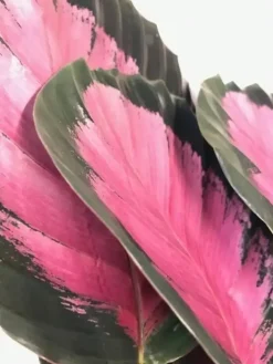 Calathea 'Crimson' (Pauwenplant) 50cm