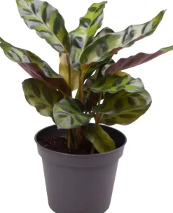 Calathea lancifolia (Pauwenplant) 10cm